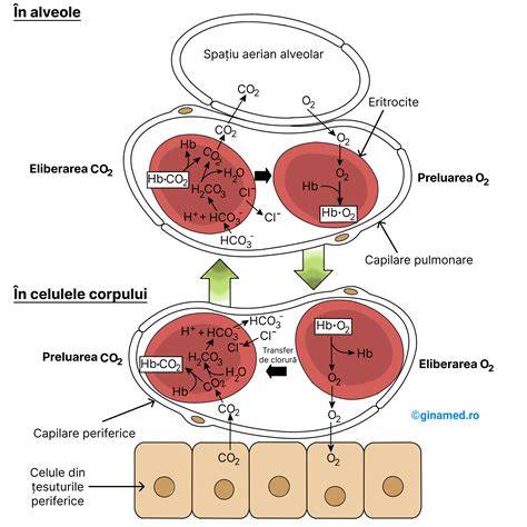 Diagramă a metabolismului bilirubinei: de la degradarea eritrocitelor pana la excretia prin calea biliară