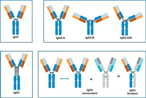 Diagrame: Diagnostic și testare VSR (antigen, IgG, IgA)