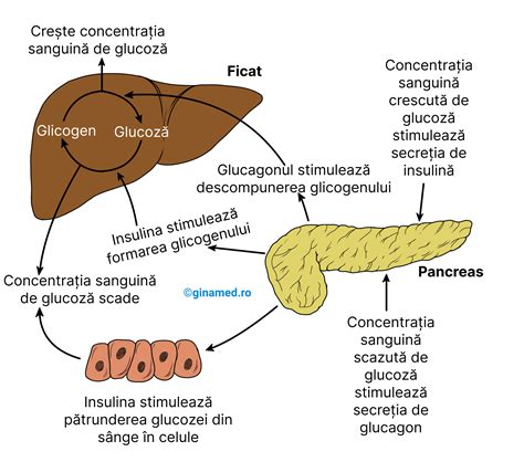 Infographic ilustrând mecanismele de reglare a glicemiei (insulină, glucagon, hormoni participanți)