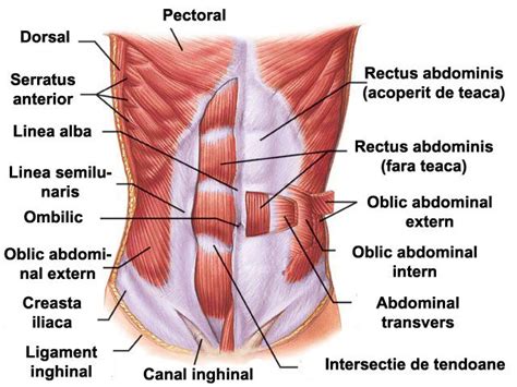 Anatomia mușchilor abdominali