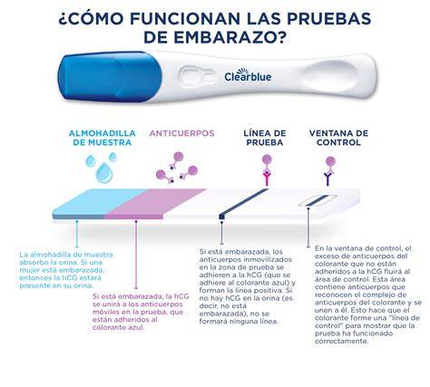 Schema interactiuni hCG cu LHR si ARNm