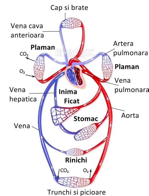 schemă a sistemului circulator uman