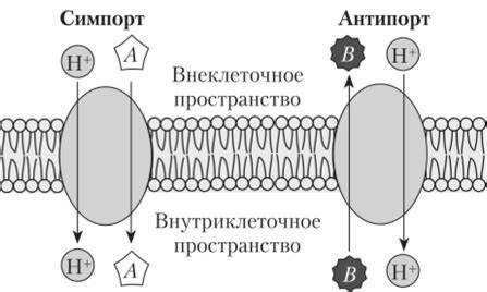 Ключови изображения за мембранни потоци: ко-транспорт, симпорт и антипорт