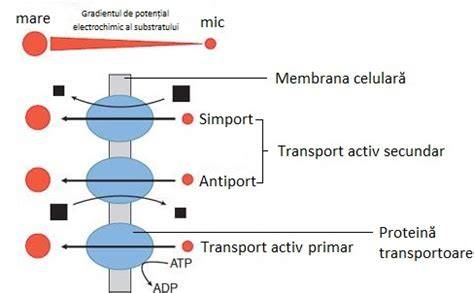 Schema fluxurilor de transport de oriunde: transport activ primar și secundar, endocitoză/exocitoză
