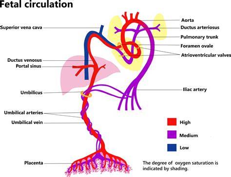 Schema flux sanguin fetal în poziții laterale