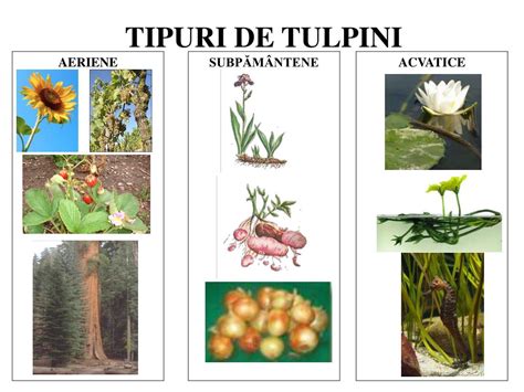 Infografic: tipuri de tulpini HPV si asocierea cu cancer