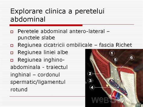 Imagine conceptuala: anatomia herniilor si plasele utilizate in reconstructia peretelui abdominal