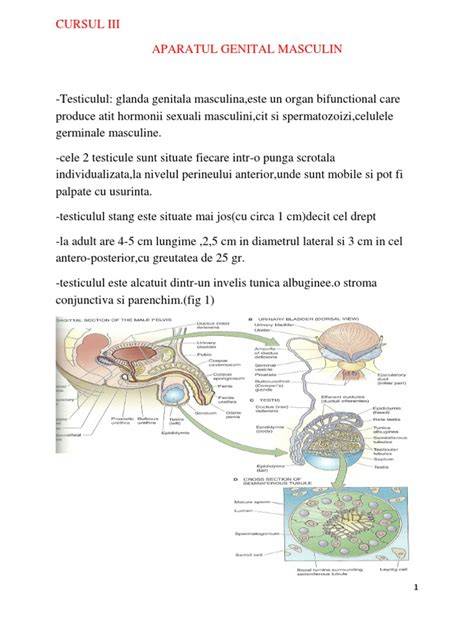 Diagramă: procesul spermatogenezei în testicule