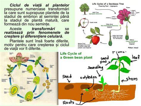 Diagrama fertilizare: ciclul sezonului de creștere și repaus al orchidelor