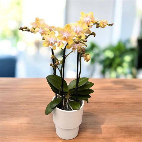 Fotografia tipică a Phalaenopsis la fereastră cu iluminare indirectă