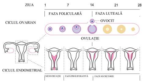 Infografic: Fereastra fertilă si ciclul ovarian