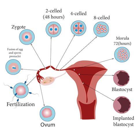Diagramă: Parcursul conceptiei de la ovulatie la implantare