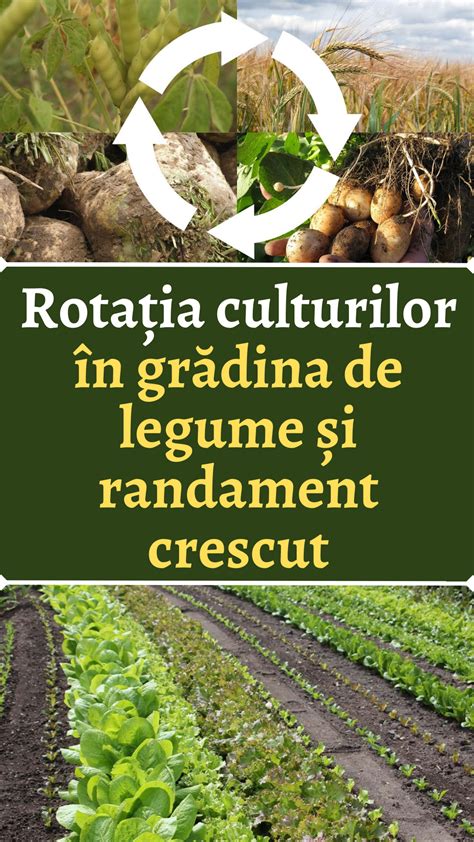 Imagine despre rotația culturilor și humus