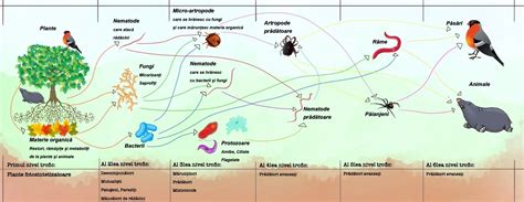 Infografic: cicluri ale nutrienților în sol cu îngrășăminte organice