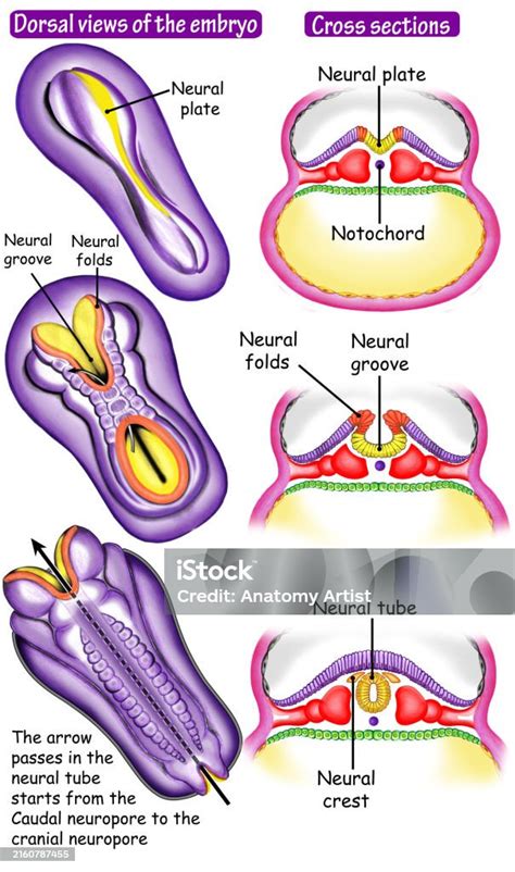 Schema rolului acidului folic in formarea tubului neural