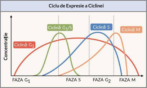 Diagramă: Ciclul imunologic în timpul febrei