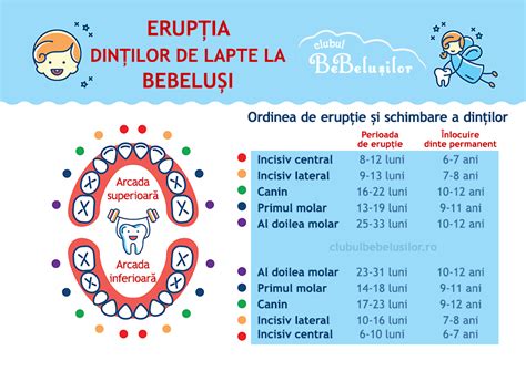 Grafic cu ordinea apariției dinților de lapte la bebeluși