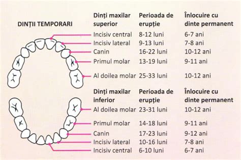 Infografic cu semnele erupției dentare la bebeluși