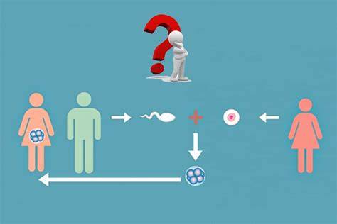 Infografic: Trepte FIV cu ovocite donate (selectare donatoare → sincronizare cicluri → recoltare → fertilizare → transfer embrioni)