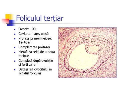 Schema dezvoltării foliculare ovariene: de la foliculii primordiali la ovocit