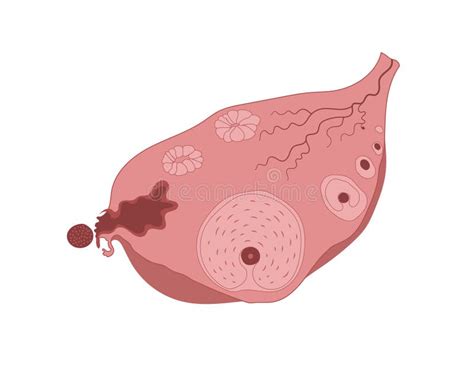 Imagine infografic: fluxul etapele dezvoltării lucrării de licență