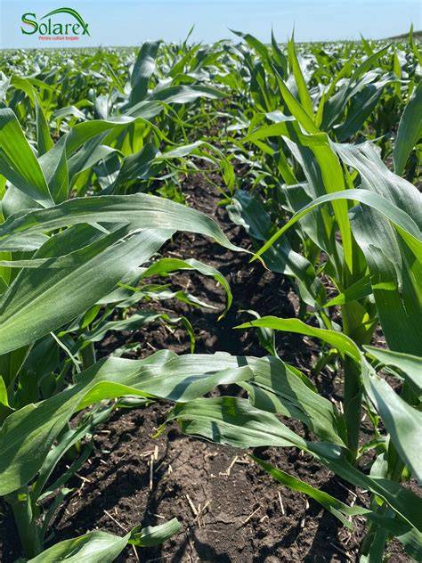 Grafice: impactul utilizarii ingrasamintelor foliare asupra productiei de porumb