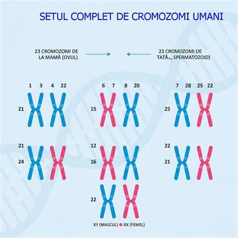 Infografic referitor la genetic Down: 46 cromozomi vs 47 in Down