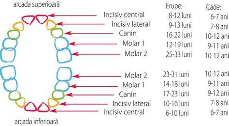 Infografic cronologie eruptie dentara la bebelusi