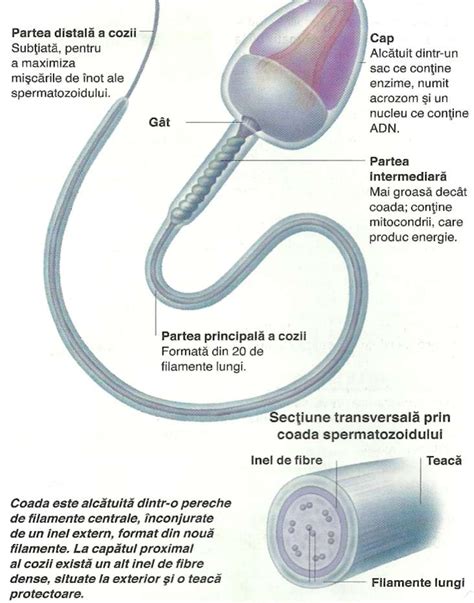 Infografic despre structura spermatozoidului: cap, midida, coadă, acrosom