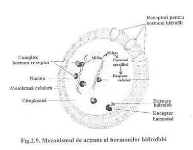 Infographic: Mechanismul de actiune al simeticonei si cartia cu doze tipice