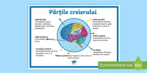 Diagrame care ilustrează modificările structurale ale creierului fetal sub influența stresului