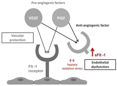 Profil angiogenic al placentei: factori VEGF/PlGF vs. sFlt-1