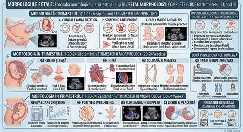 Diagram de morfologie fetală trimestrul II