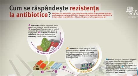 Infografic: cum actionează didrogesteronul în organism