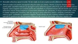 Anatomia nasului uman si sistemul olfactiv