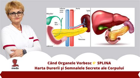 Infographic: Domenii ale durerii abdominale în sarcină și traseul posibil al durerii