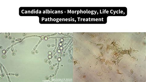 Structura ciupercii Candida Albicans