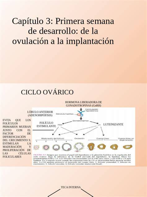 Infografic: traseul de la ovul la implantare