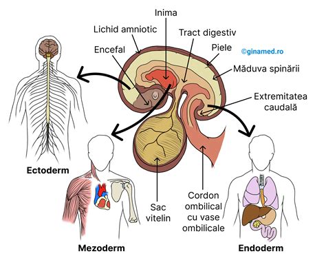 Diagrama dezvoltării timpurii a embrionului: zigot, blastocist, implantare și începutul inimii
