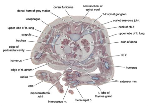 Ecografie a unui embrion uman