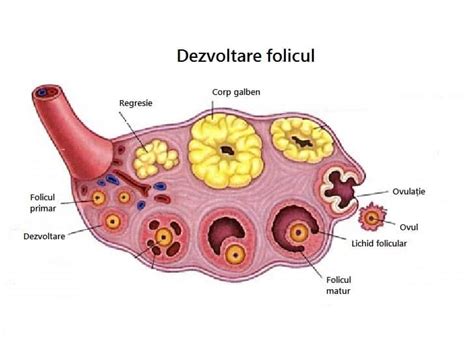 Infografic despre ciclul ovarian: fazele foliculară, ovulația și faza luteală
