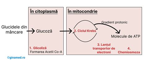 Infografic despre mecanismele metabolice ale spermatozoizilor: rolul aldolazei, glicoliza, ciclul TCA, lactat