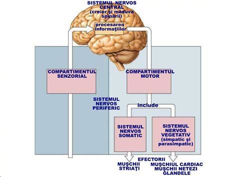 Diagramă simplificată a structurii sistemului hospitalier românesc: bugetare vs. fundații