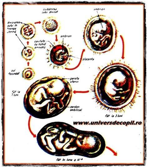 Diagramă: dezvoltarea embrionului uman în primii 22 de săptămâni