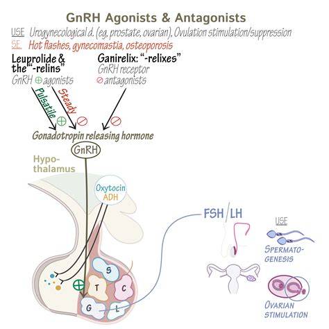 Infografic: Mecanism GnRH-agonist vs. gonadotropine