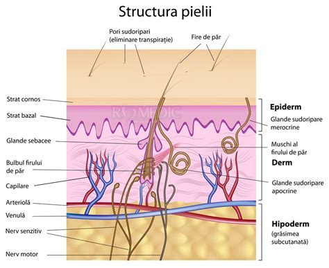 Pictură informativă despre structura pielii cu cele trei straturi: epiderm, derm, hypoderm