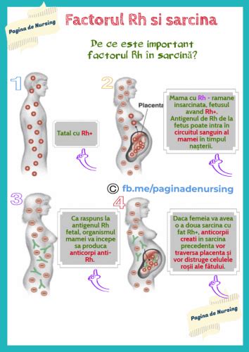 Diagrama incompatibilității Rh în sarcină