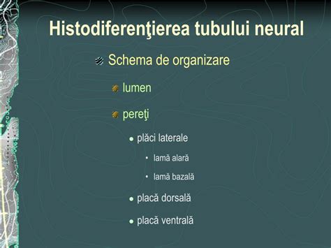 Schema dezvoltării tubului neural