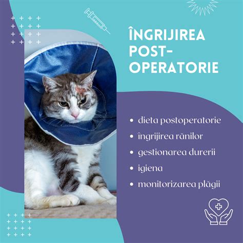 Infografic: Pașii principali în îngrijirea unei pisici gravide în joc