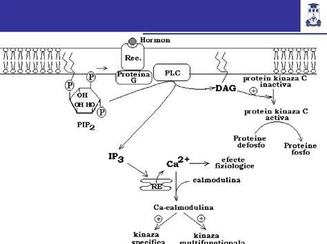 Illustration: mecanismele de acțiune ale fungicidelor Signum® și Revyona®